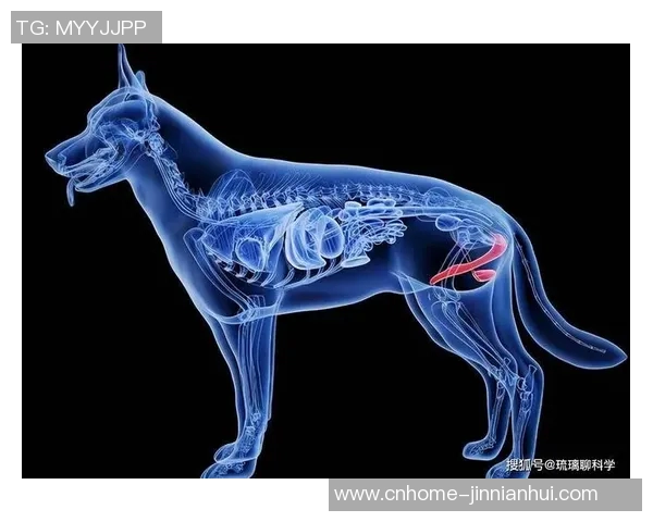 马根VS对手的精彩对决揭示了竞技体育中的策略与团队合作的重要性